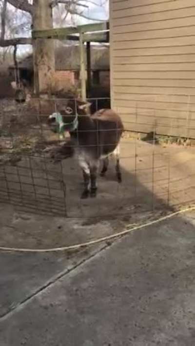 my dad&rsquo;s a postman, this is a friend he made delivering mail