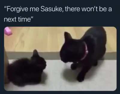 Cat memes.