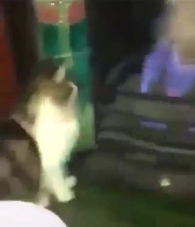 Кот