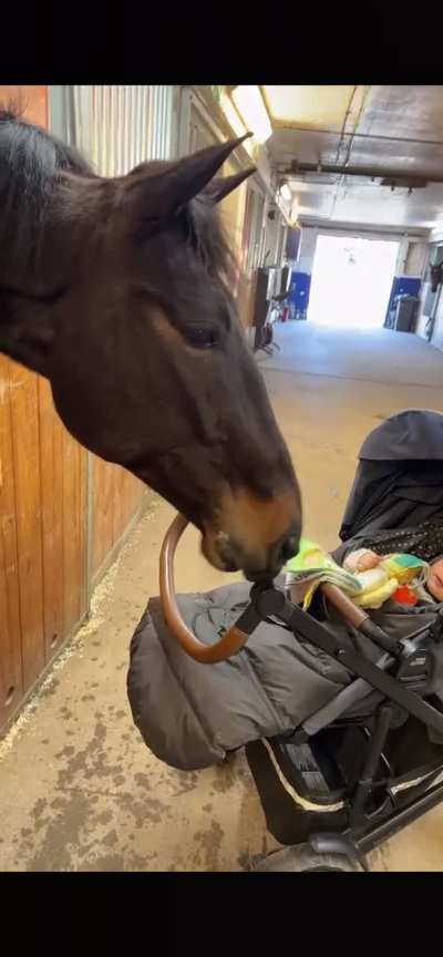 Goofy horse