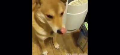 Doggo