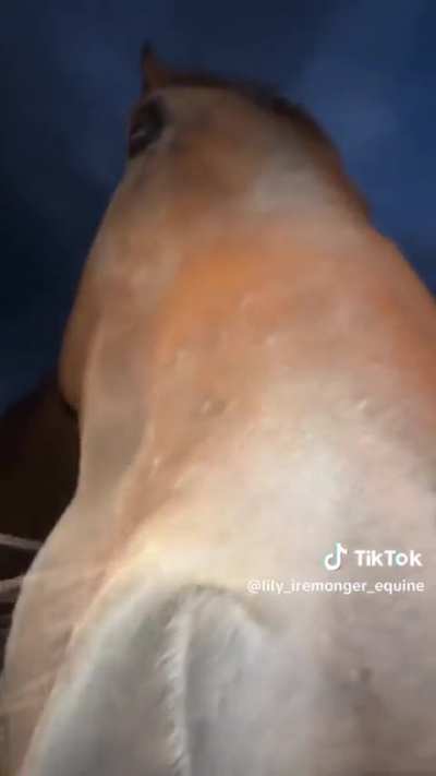 DONT SAY IT