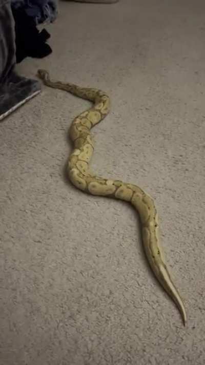 *goes worm mode*