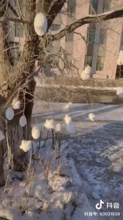 Tree ornaments