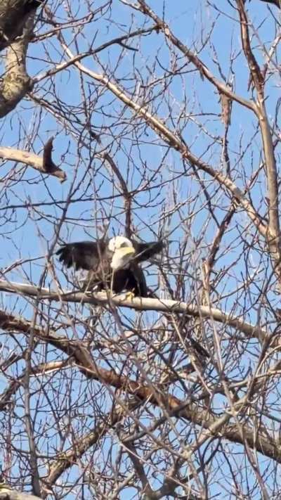 🔥A pair of Bald Eagles mating on Valentines Day