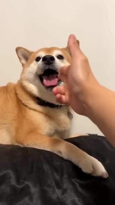 Off the pillow!