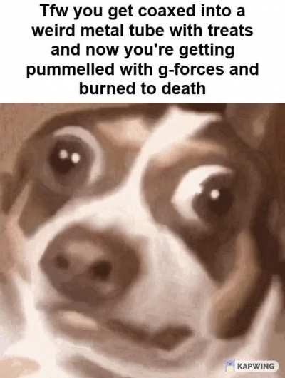 Godspeed, Laika 😢