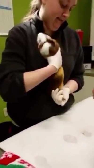 good boi