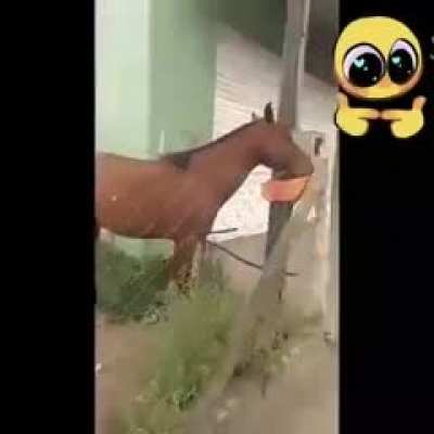 Shy horse