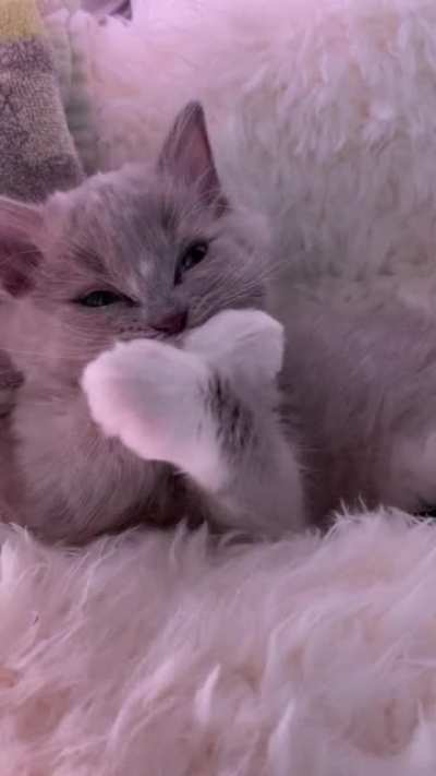 This is Soup &amp;amp; his post meal grooming