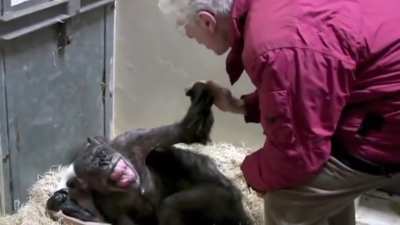 Mama, a 59-year-old dying chimpanzee, recognizes her old friend, primatologist Jan van Hooff. The two have known each other since the 70s.