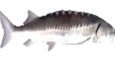 Pexe