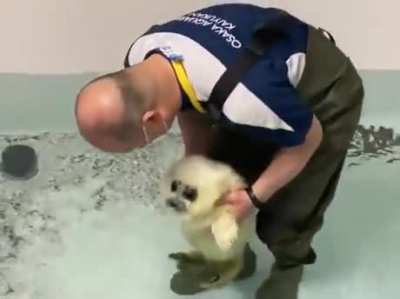 Water doggo