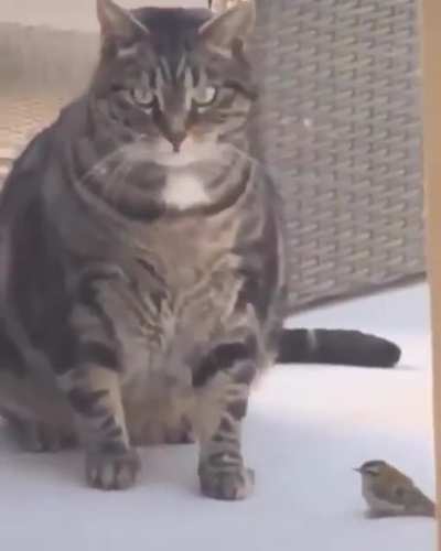 "It is fragile, asshole" (TW:bird squish)