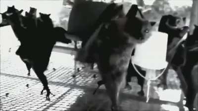 Hanging bats filmed upside down.