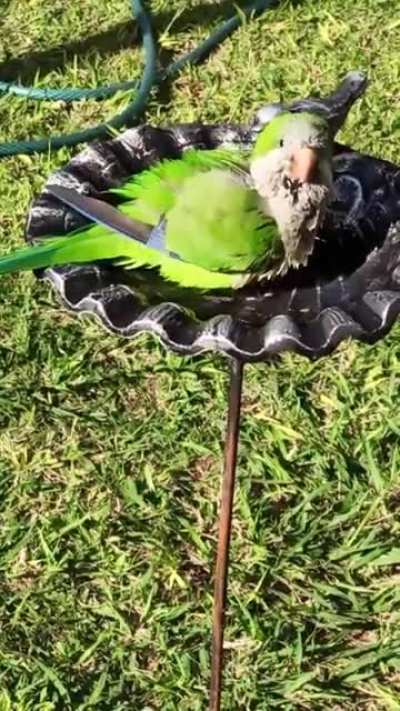 A pedido de la comunidad: Update de loro rescatado. Texto en comentarios.