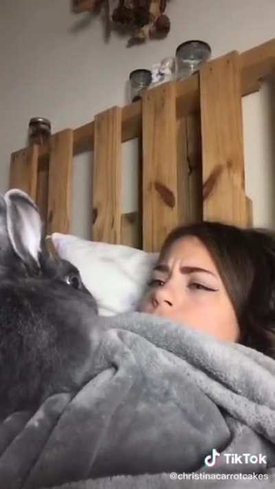 Cute bunny does the head bumps