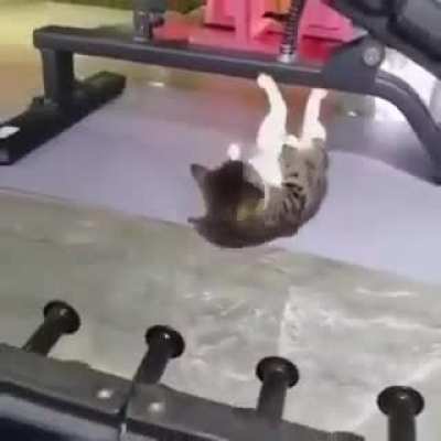 Cat got them gains&hellip;