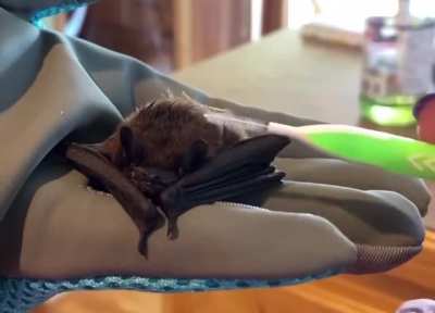 This evening bat was found trying to stay afloat in someone&rsquo;s pool and was too tired to groom himself, so the folks at Second Chances Wildlife Center in Kentucky treated him to a day at the salon