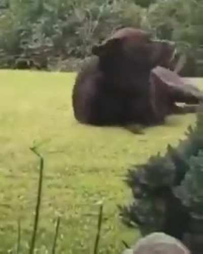Thicc ass boy.
