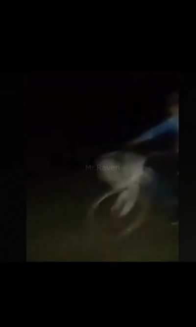 Que pasa larva