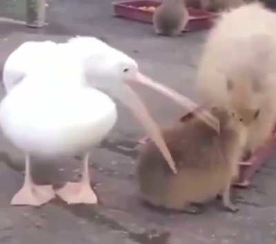 Pelican trying to Eat a Capybara Pup and Failing