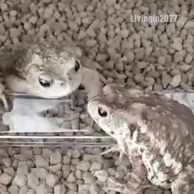 Sapo