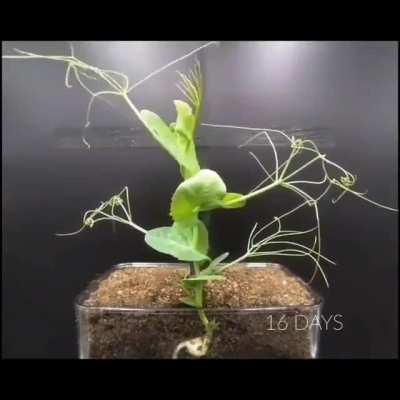 Seed Growing Into A Plant