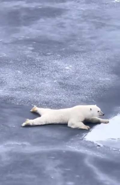 🔥🔥 Master Polar Bear Shows You How to Get Across Thin Ice
