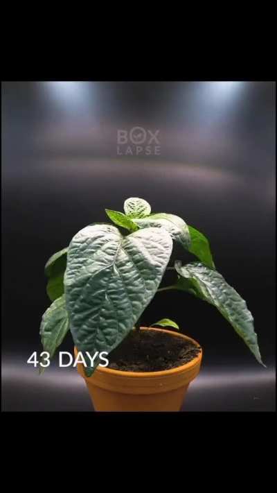 This is how a bell pepper plant grows from a seed to fruit