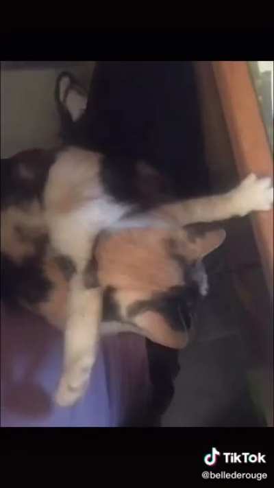 This cat was a model in their previous life