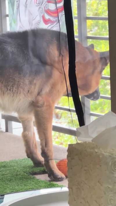 When a dog passes by our patio, my dog grabs a toy and aggressively “processes his feelings” 🫣😅 at least it’s quieter then barking 🤣