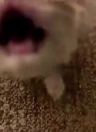 Hellspawn of the wunkus 