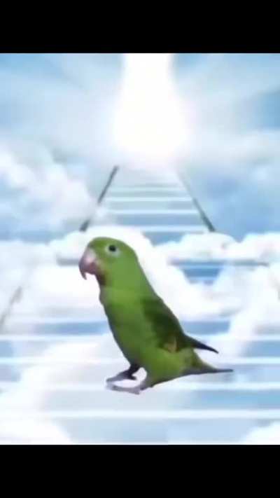 🐦