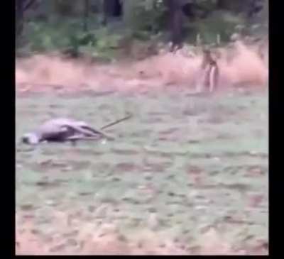 Deer oh deer