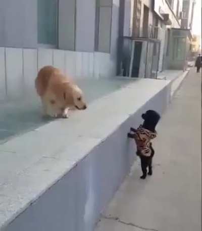 Wholesome freakout.