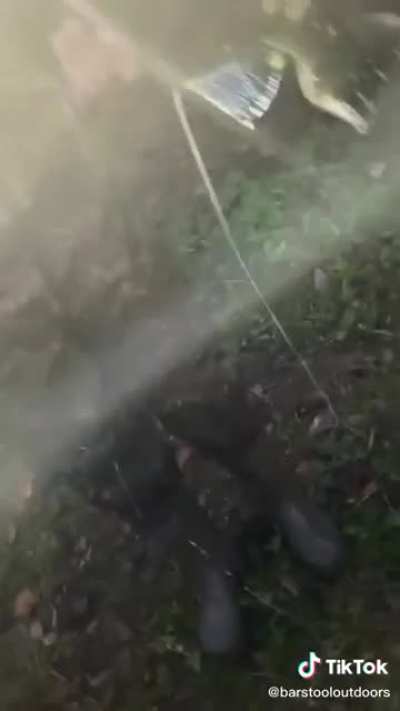 Fish cum