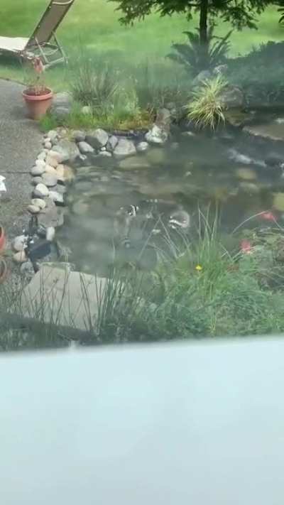 Yin &amp;amp; Yang play koi