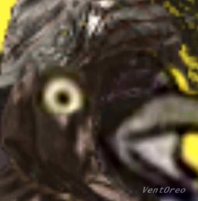 CURSE YOU BIRD!!!
