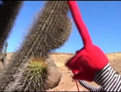 cactus