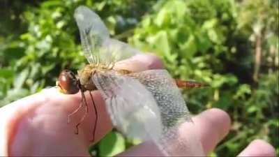 Pantala flavescens is considered the most widespread dragonfly on the planet, earning it the nicknames "globe skimmer" and "wandering glider." This species is found on all continents except Antarctica. This Pantala flavescens had fallen into a swimming po