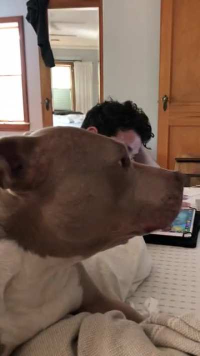 Anybody else&rsquo;s pittie do this yawn and then get sassy?