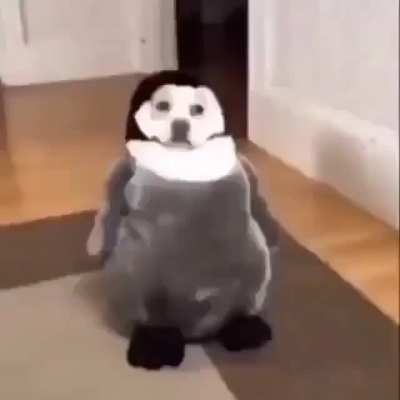 🐧🐶