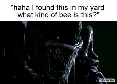 Beesrule