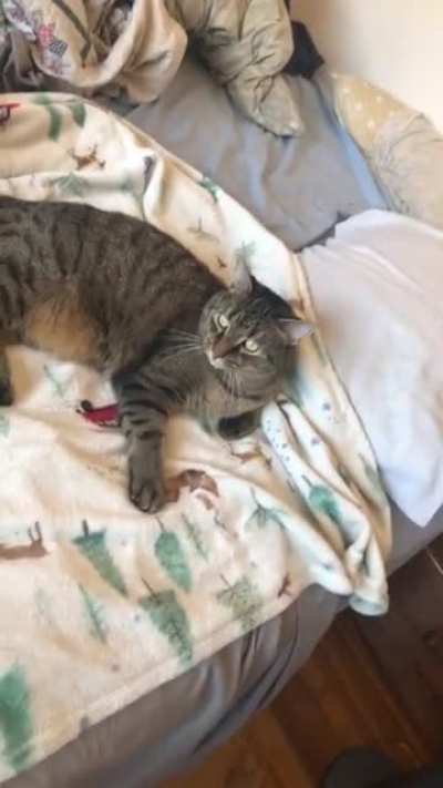 Meet Georgie