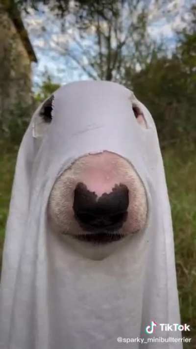 Spooky Walter