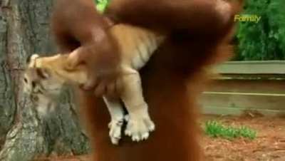Gorilla Taken Care of Pet Tigers Like If They Were It's Own Children.