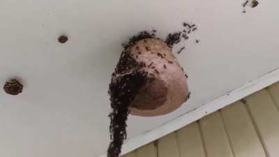 Ants forming a hanging chain to raid a wasp nest