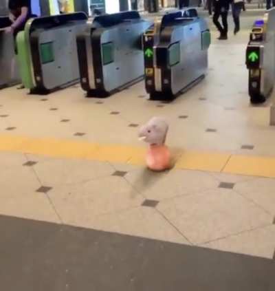 Since pewds won&rsquo;t give us a topic, here&rsquo;s a rolling pig!
