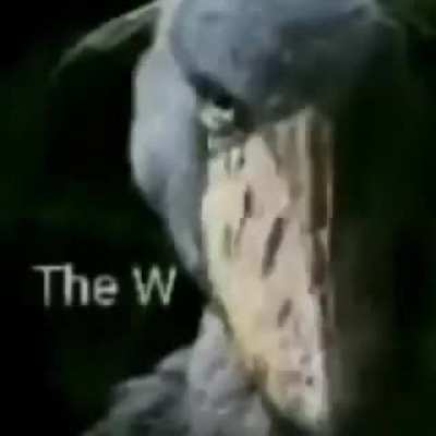 cursed_W